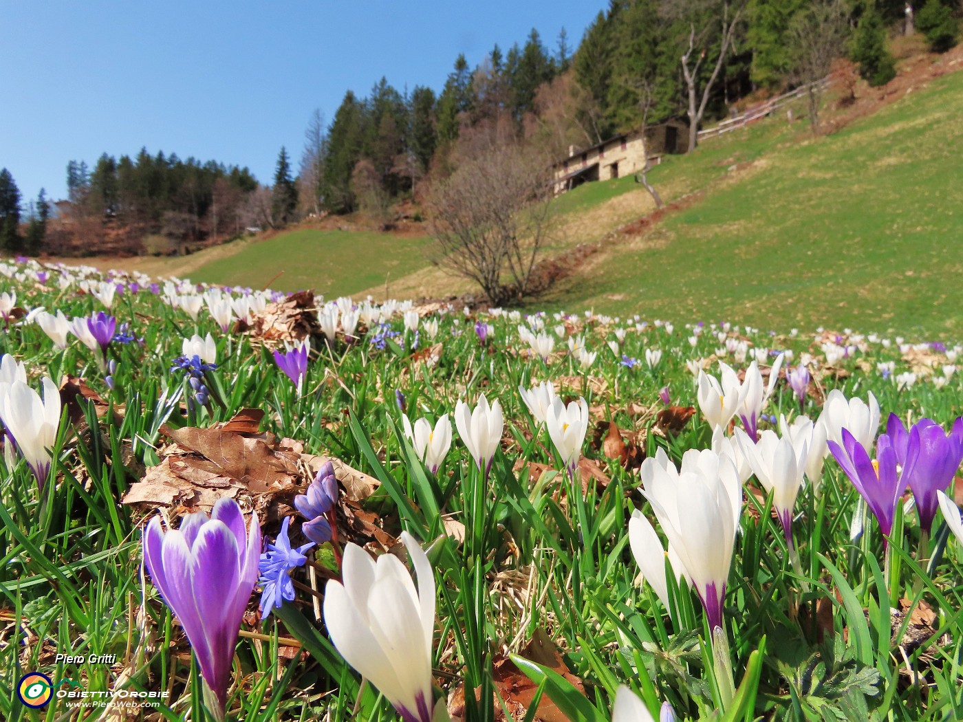 53 Tanti fiori verso le baite.JPG